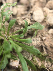 Teesdalia