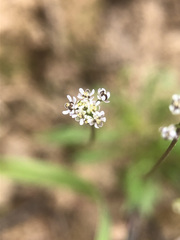 Teesdalia