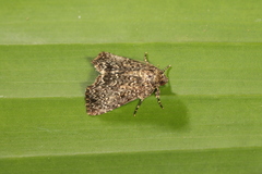Drobeta ithaca