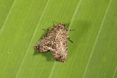 Drobeta ithaca