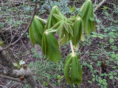 Aesculus