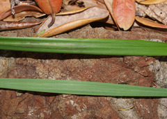 Chionochloa bromoides