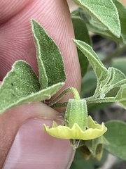 Physalis cinerascens cinerascens