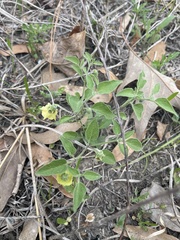 Physalis cinerascens cinerascens