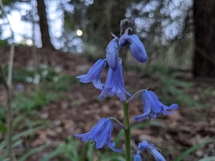 Hyacinthoides