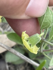 Physalis cinerascens cinerascens