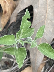 Physalis cinerascens cinerascens