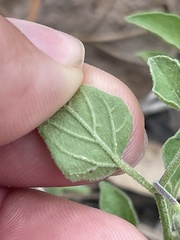 Physalis cinerascens cinerascens