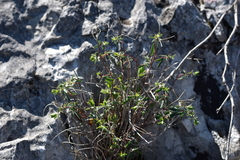 Euphorbia fragifera