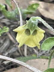 Physalis cinerascens cinerascens
