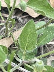 Physalis cinerascens cinerascens