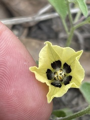 Physalis cinerascens cinerascens