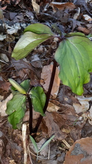 Trillium catesbaei