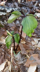 Trillium catesbaei