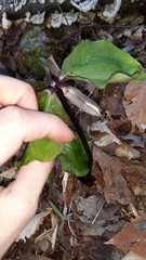 Trillium catesbaei