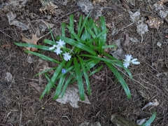 Hyacinthoides