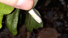Trillium catesbaei
