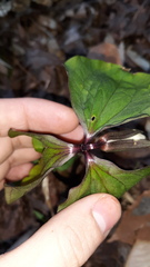 Trillium catesbaei