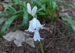 Hyacinthoides