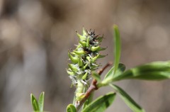 Salix irrorata
