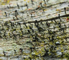 Calicium hyperelloides