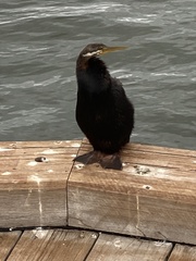 Anhinga novaehollandiae