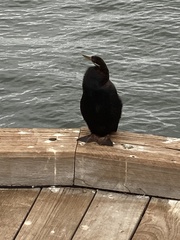 Anhinga novaehollandiae