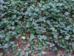 Hedera