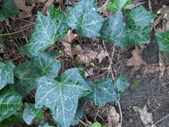 Hedera