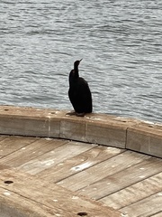 Anhinga novaehollandiae