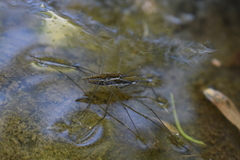 Aquarius chilensis