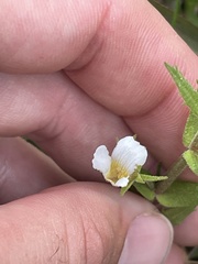 Gratiola brevifolia
