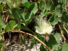 Capparis spinosa spinosa