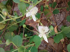 Capparis orientalis