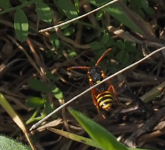 Nomada lathburiana