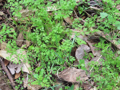 Erigenia bulbosa