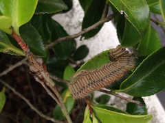 Arna pseudoconspersa