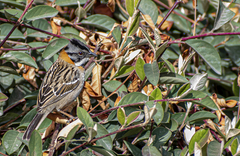 Zonotrichia capensis