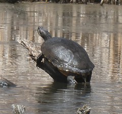 Trachemys scripta elegans