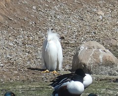 Egretta thula