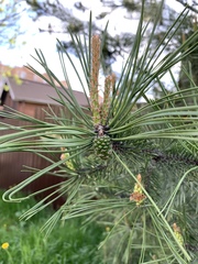 Pinus sylvestris