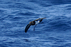 Fregetta tropica