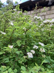 Spiraea