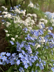 Myosotis sylvatica