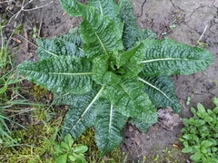 Dipsacus fullonum