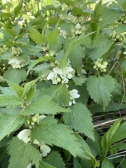 Lamium album