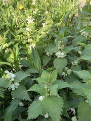 Lamium album