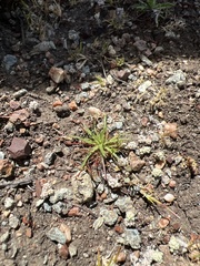 Navarretia intertexta