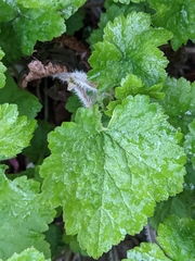Tellima grandiflora