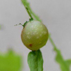 Dryocosmus quercuslaurifoliae